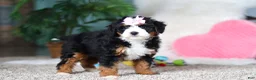 Mini Bernedoodle dogs for sale: Sapphire - Ad 1