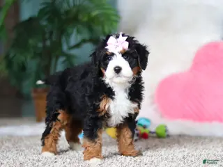Mini Bernedoodle dogs for sale: Sapphire - Ad 2
