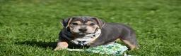 Beabull dogs for sale: Hank - Ad 10