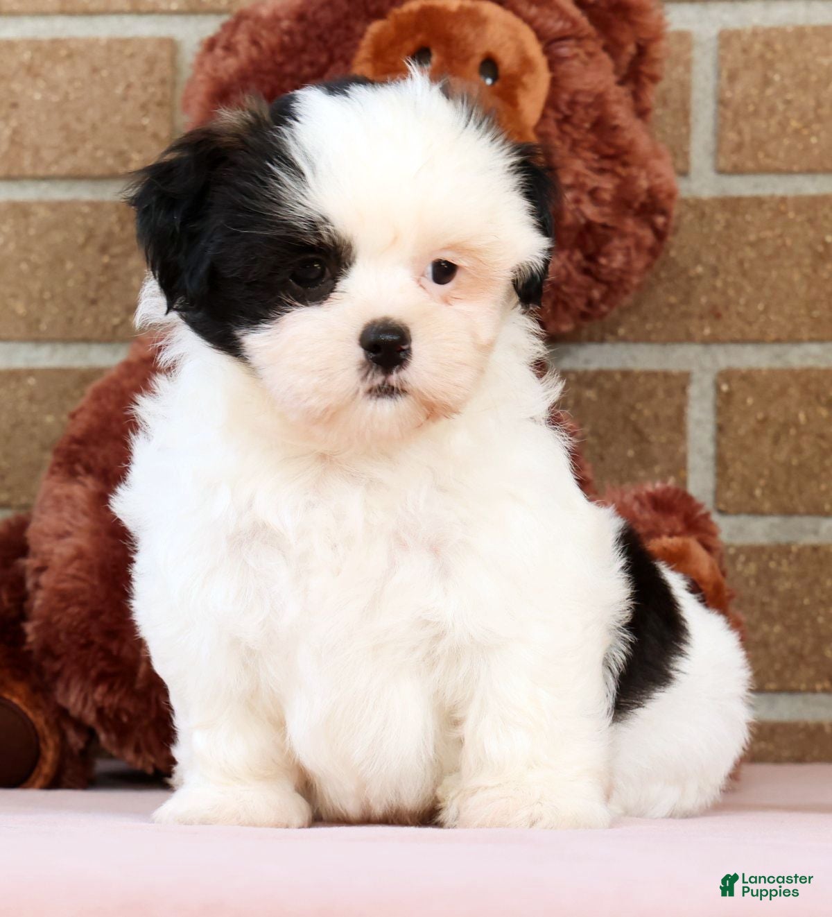 Shih Tzu dogs Gracie - Ad 1