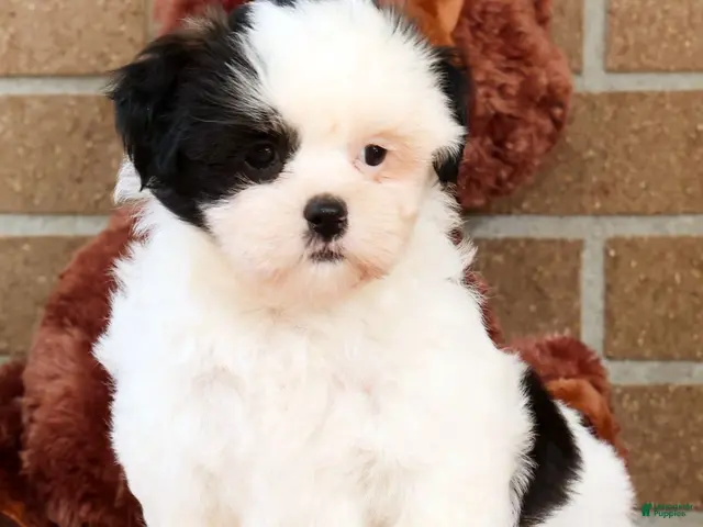 Shih Tzu dogs Gracie - Ad 2