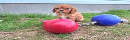 Cavalier King Charles Spaniel dogs for sale: Cavalier King Charles Spaniel Puppy 6 - Ad 4