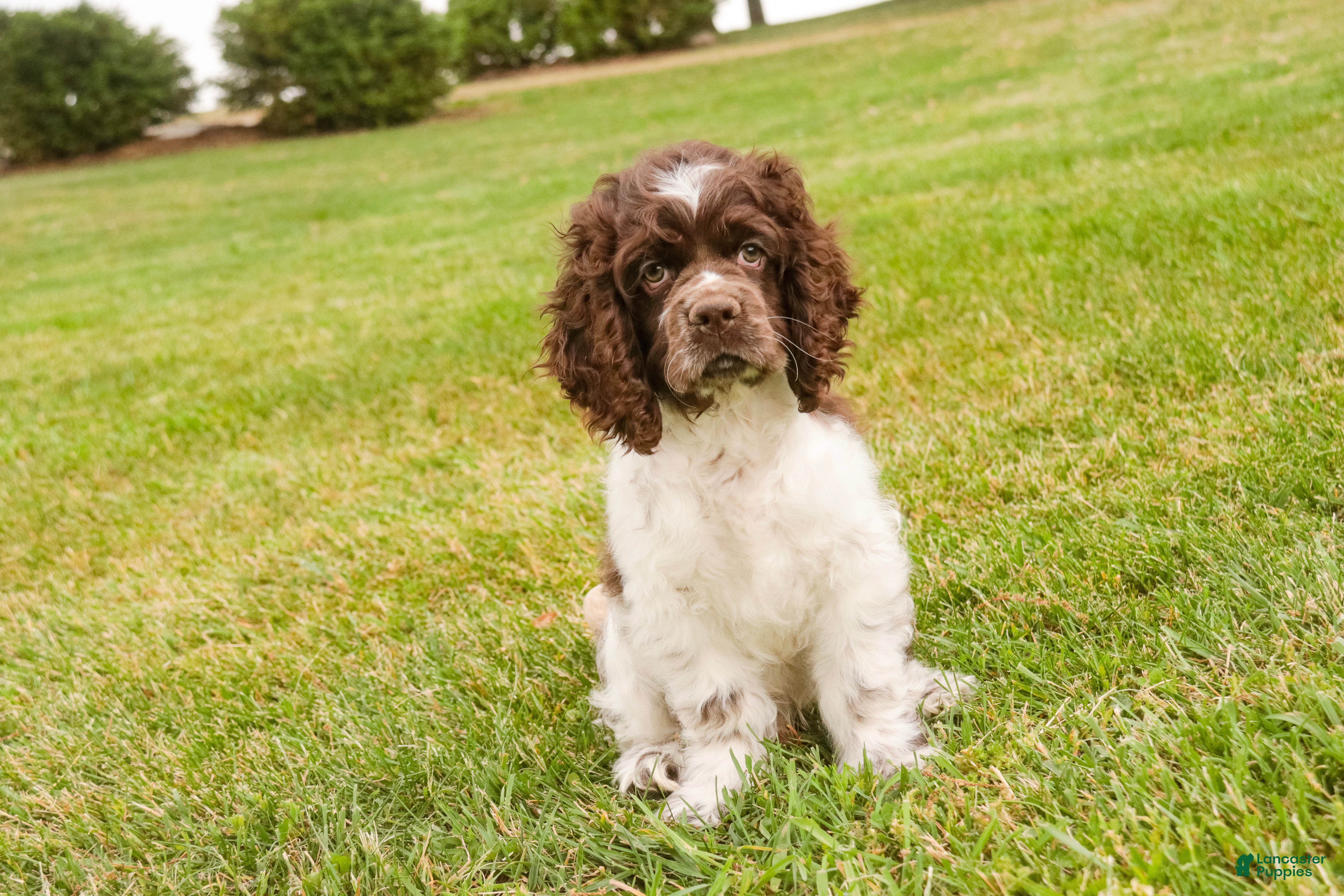 Cocker Spaniel dogs Caramel - Ad 2