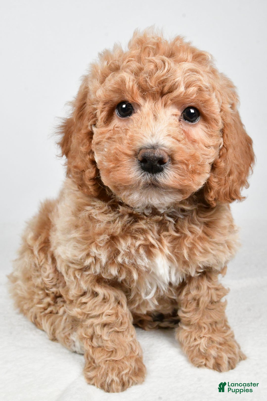 Bichpoo dogs for sale: Teddy - Ad 11