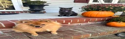 Pomeranian dogs for stud: STUD FOR USE - Ad 2