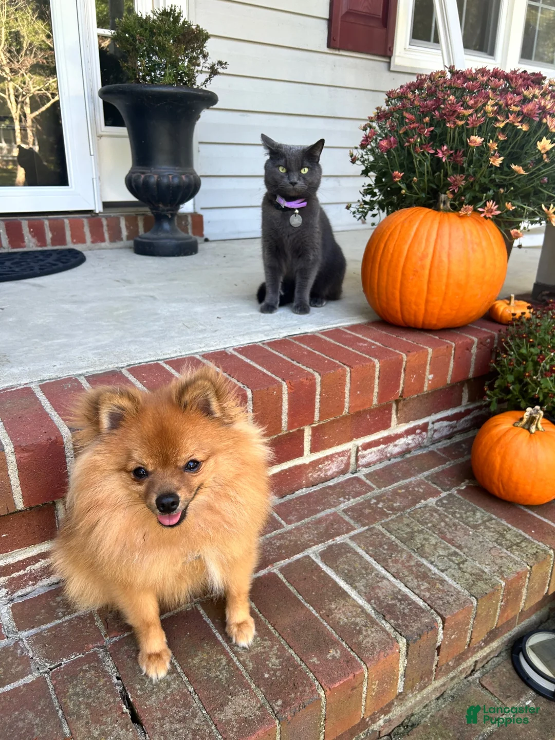 Pomeranian dogs for stud: STUD FOR USE - Ad 2