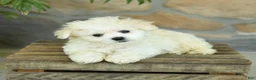 Teddy Bear dogs for sale: Takita - Ad 4