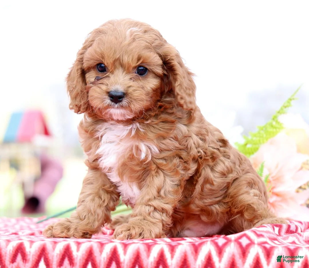 Cavapoo dogs for sale: Biscuit - Ad 1