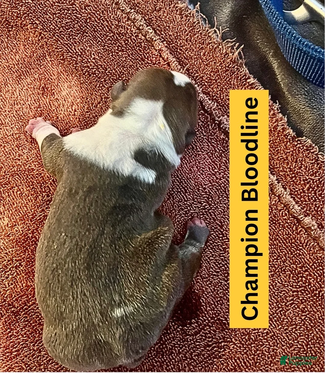 English Bulldog dogs for sale: Sapphire - Ad 1