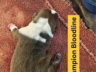 English Bulldog dogs Sapphire - Ad 19