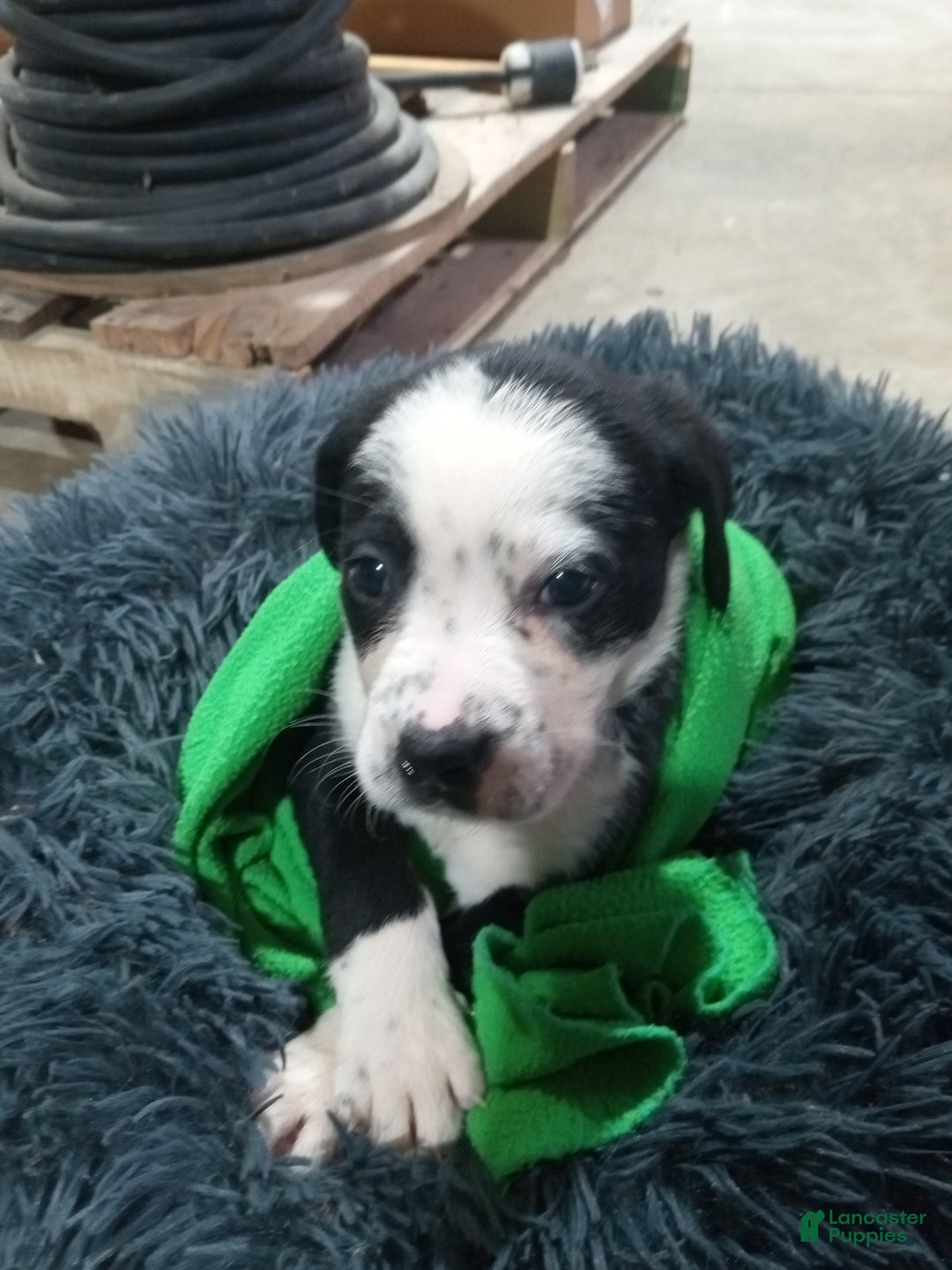 Mixed Breed dogs for sale: Lilly - Ad 3