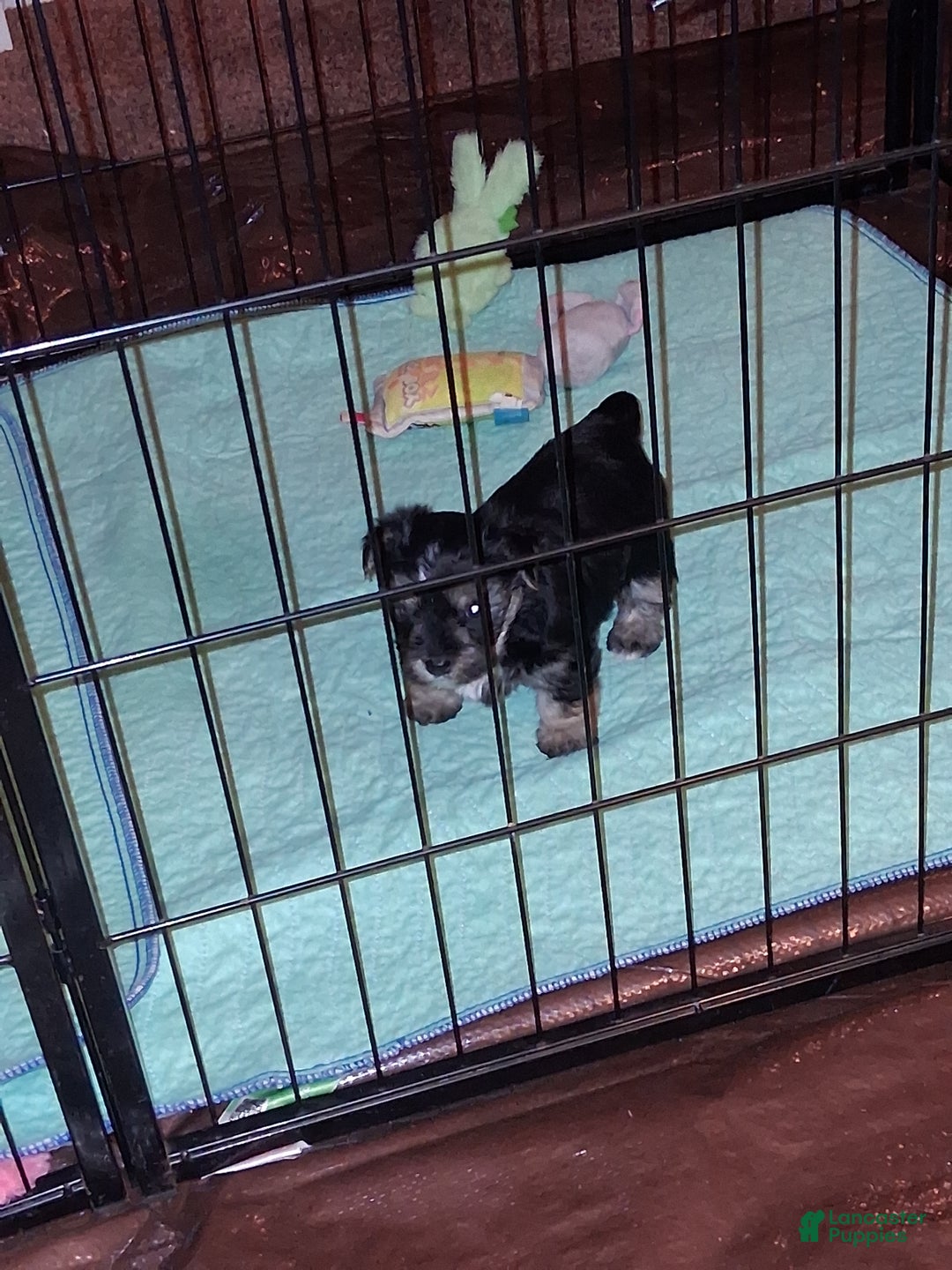 Morkie dogs for sale: Morkie Puppy 1 - Ad 4