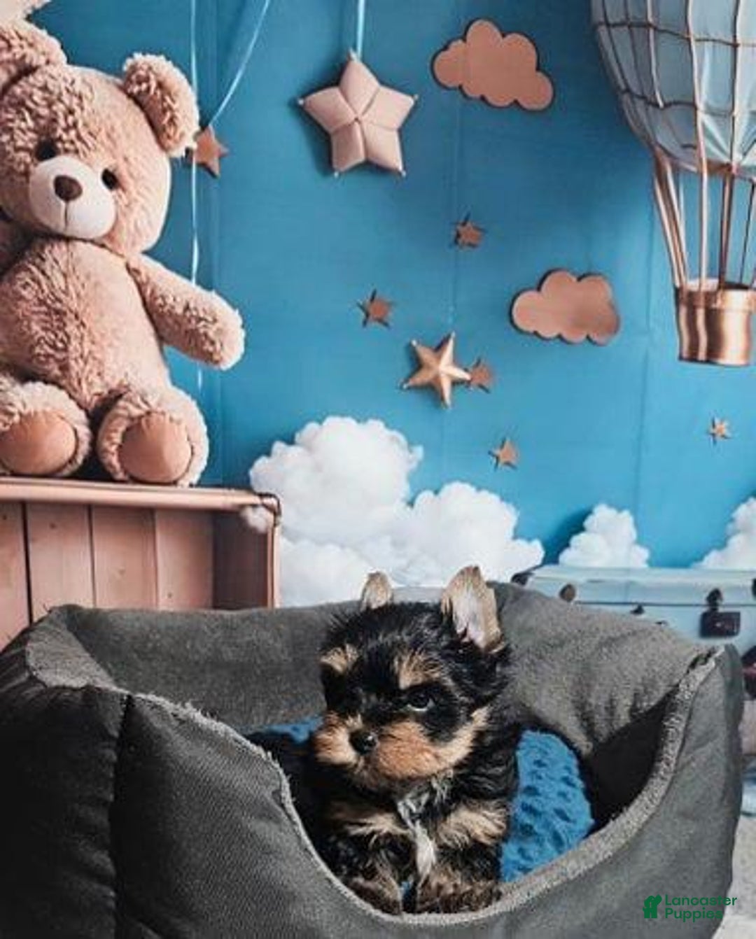 Yorkshire Terrier dogs for sale: Calvin - Ad 8