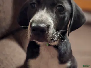 Other breed dogs Levi - Ad 9