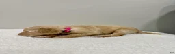 Standard Poodle dogs for sale: Pink Collar  - Ad 3