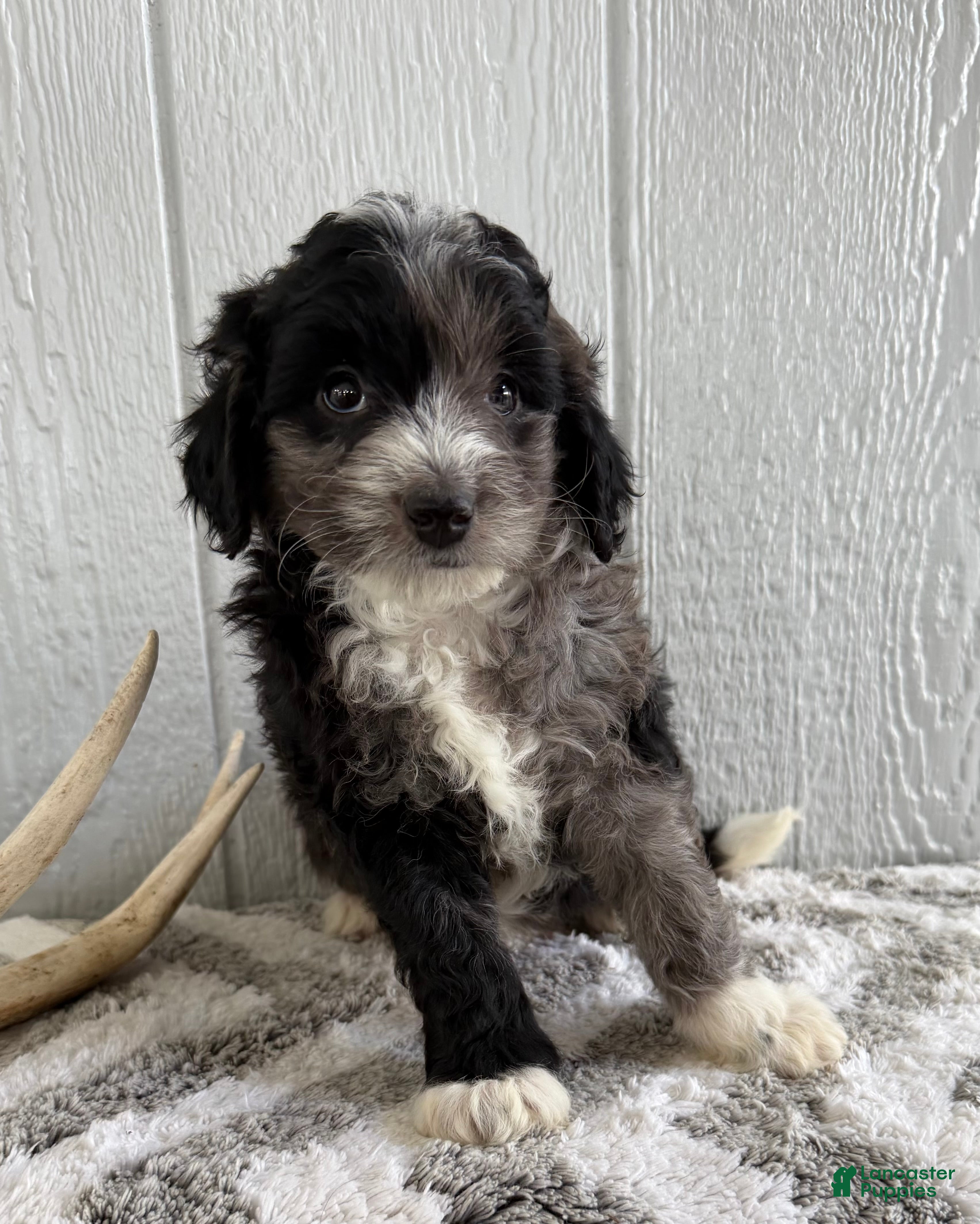 Mini Bernedoodle dogs Sammy - Ad 2