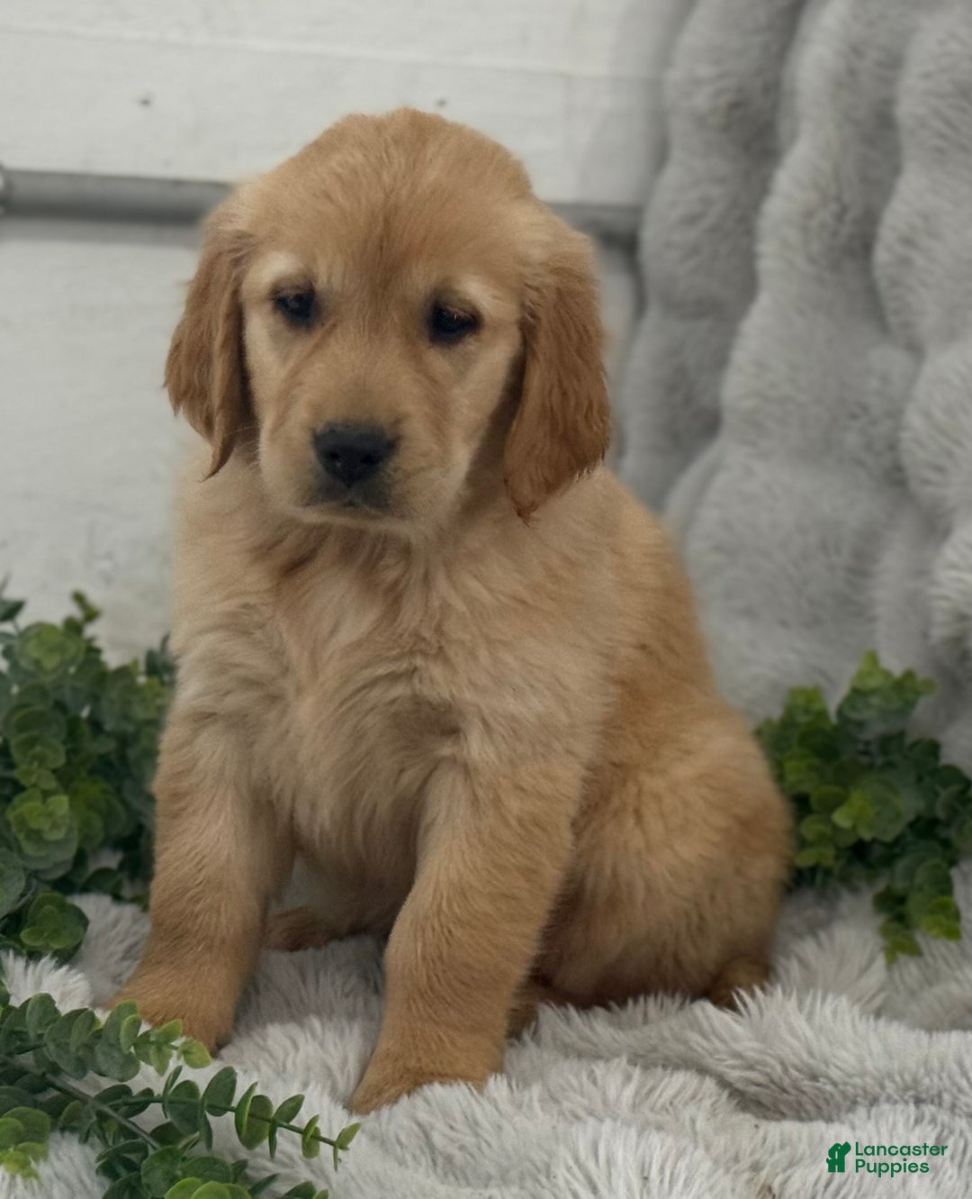 Golden Retriever dogs for sale: Merry - Ad 5