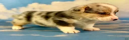 Welsh Corgi Pembroke dogs for sale: Aca Dozer Bluie Merle with full tail fluffy carrier triple clear - Ad 6
