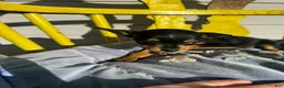Chihuahua dogs for sale: Jaxon - Ad 3