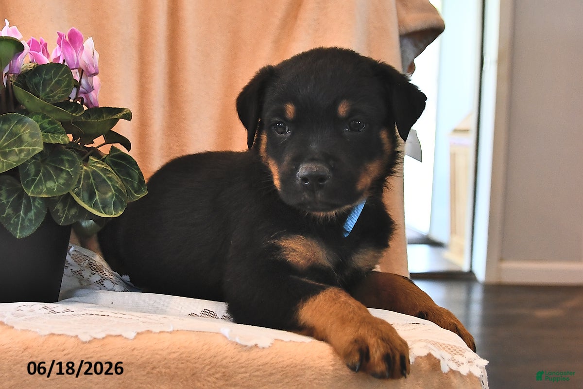 Rottweiler dogs Pinto - Ad 2