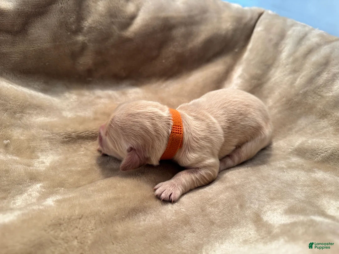 Golden Retriever dogs for sale: Golden Retriever 6 - Ad 1