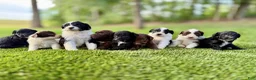Portuguese Water Dog dogs for sale: Hazel - Ad 13