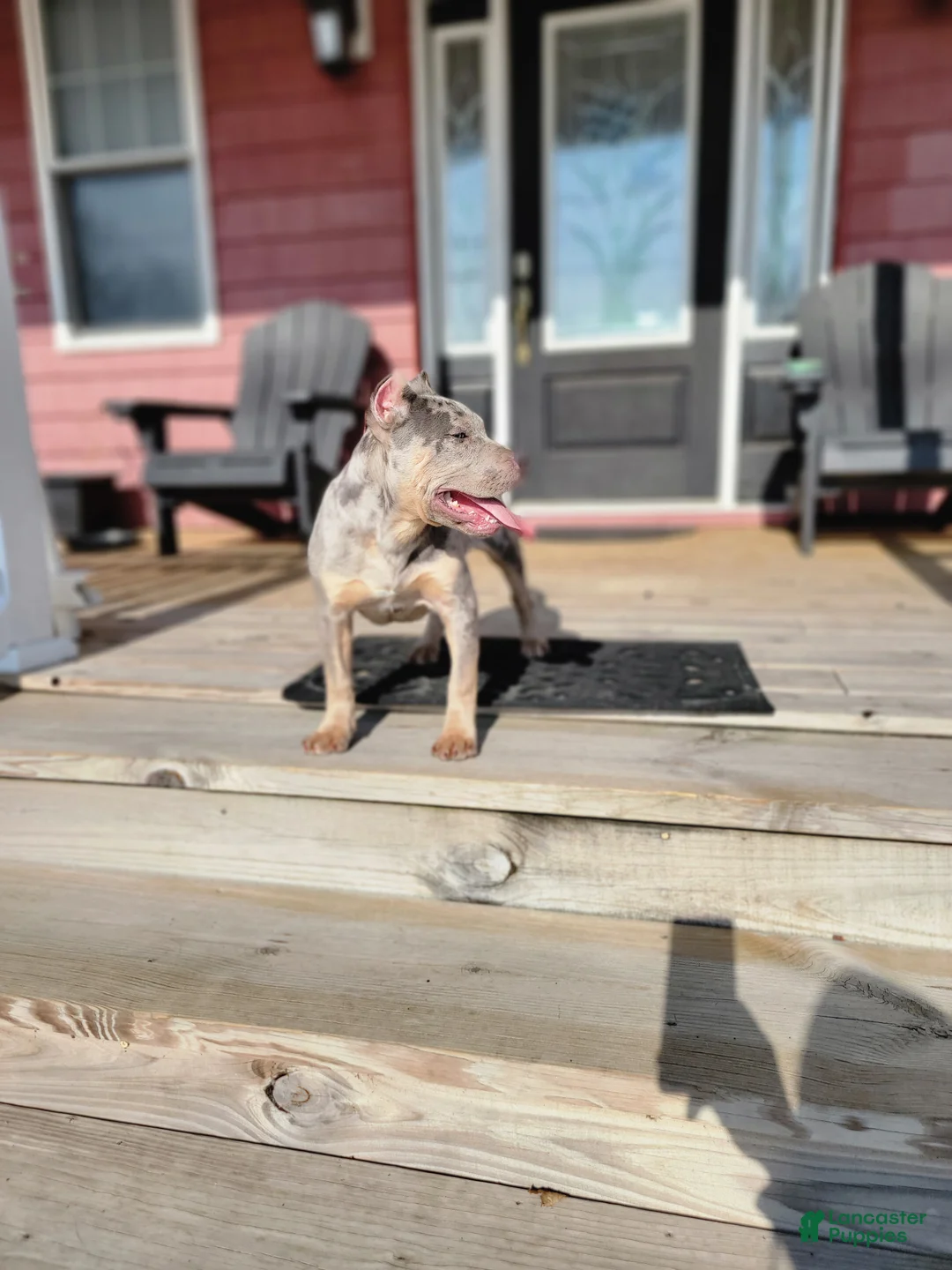 American Bully dogs for sale: Amiri - Ad 5