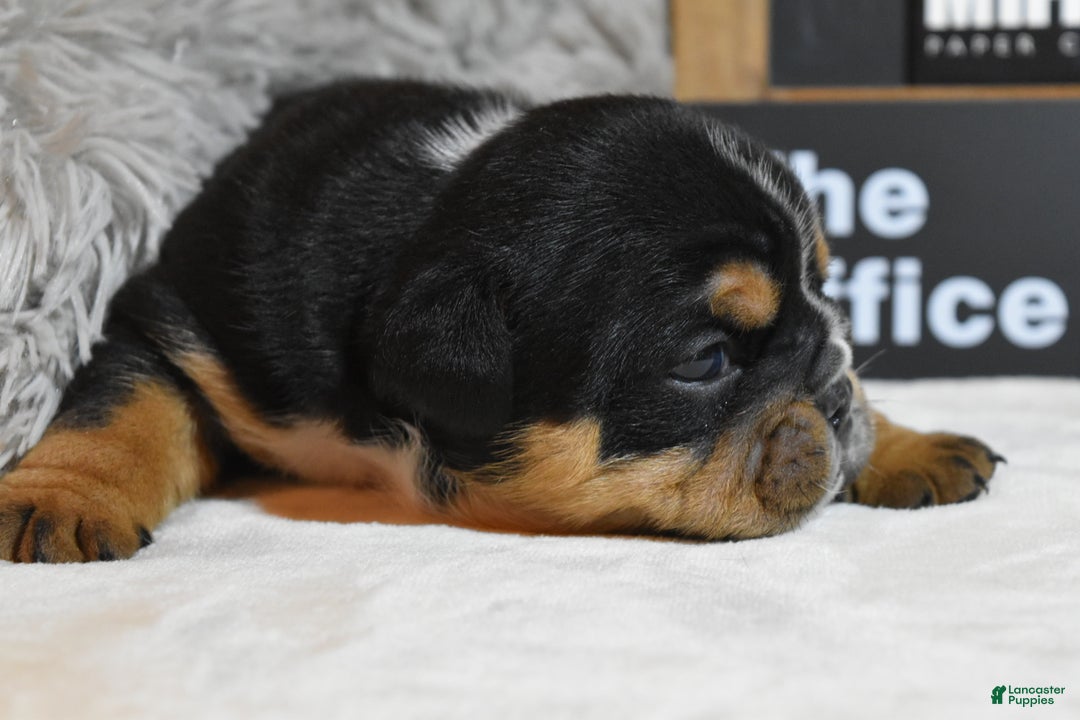 English Bulldog dogs for sale: Stanley - Ad 5