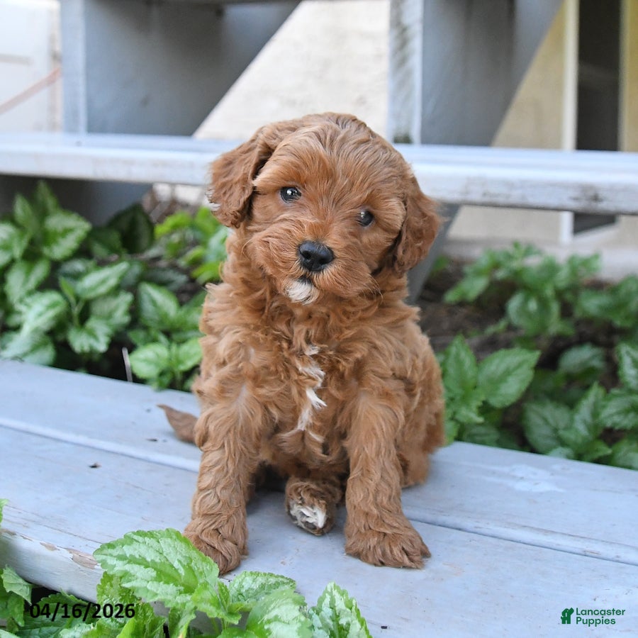 Cavapoo dogs Princess - Ad 1