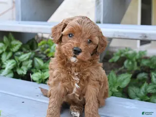 Cavapoo dogs for sale: Princess - Ad 2