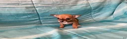 Chihuahua dogs for sale: Lacey - Ad 7