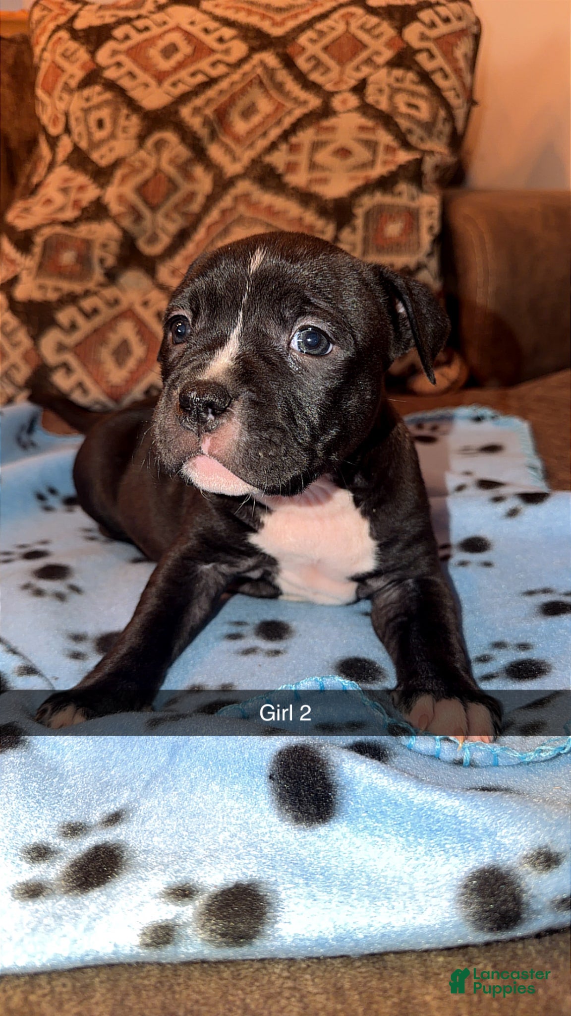 Mixed Breed dogs Mixed Breed Puppy 4 - Ad 19
