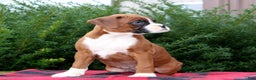 Boxer dogs for sale: Andrea  - Ad 3
