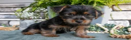 Yorkshire Terrier dogs for sale: Colt - Ad 3