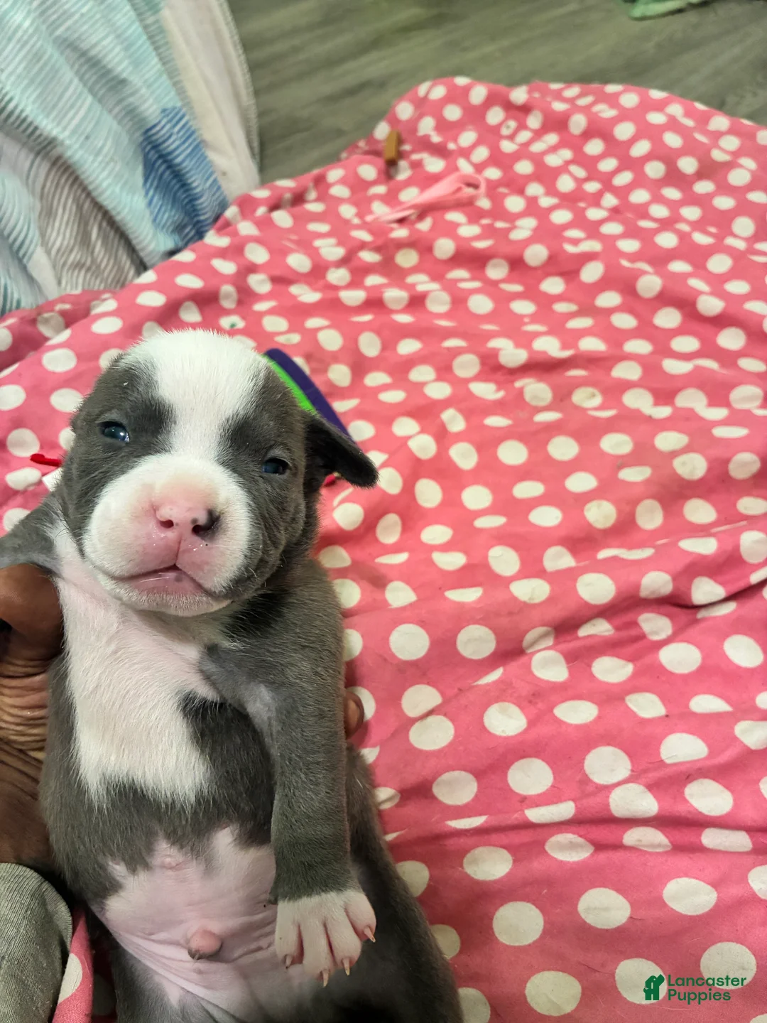 American Bully dogs for sale: American Bully Puppy 3 - Ad 2