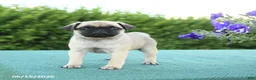 Pug dogs for sale: Jennifer - Ad 3