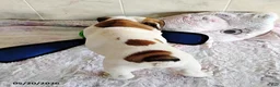 English Bulldog dogs for sale: Rugur - Ad 3