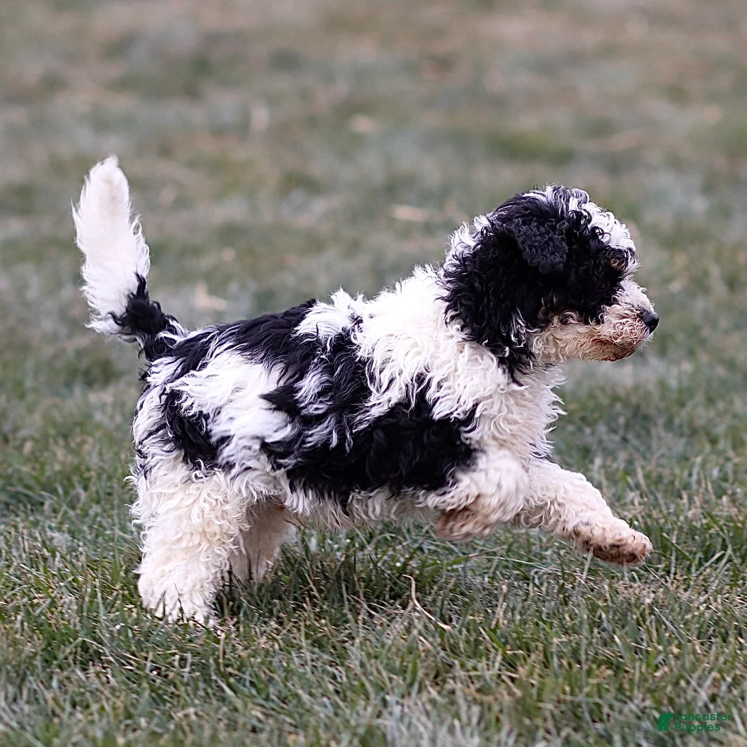 Mini Bernedoodle dogs for sale: Hugo - Ad 8