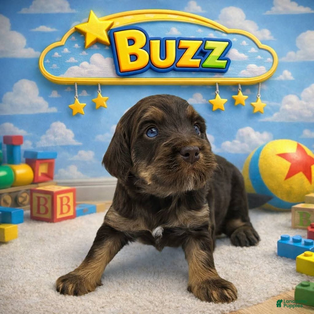 Mixed Breed dogs for sale: Mixed Breed Puppy 1 - Ad 1