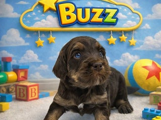 Mixed Breed dogs Mixed Breed Puppy 1 - Ad 13