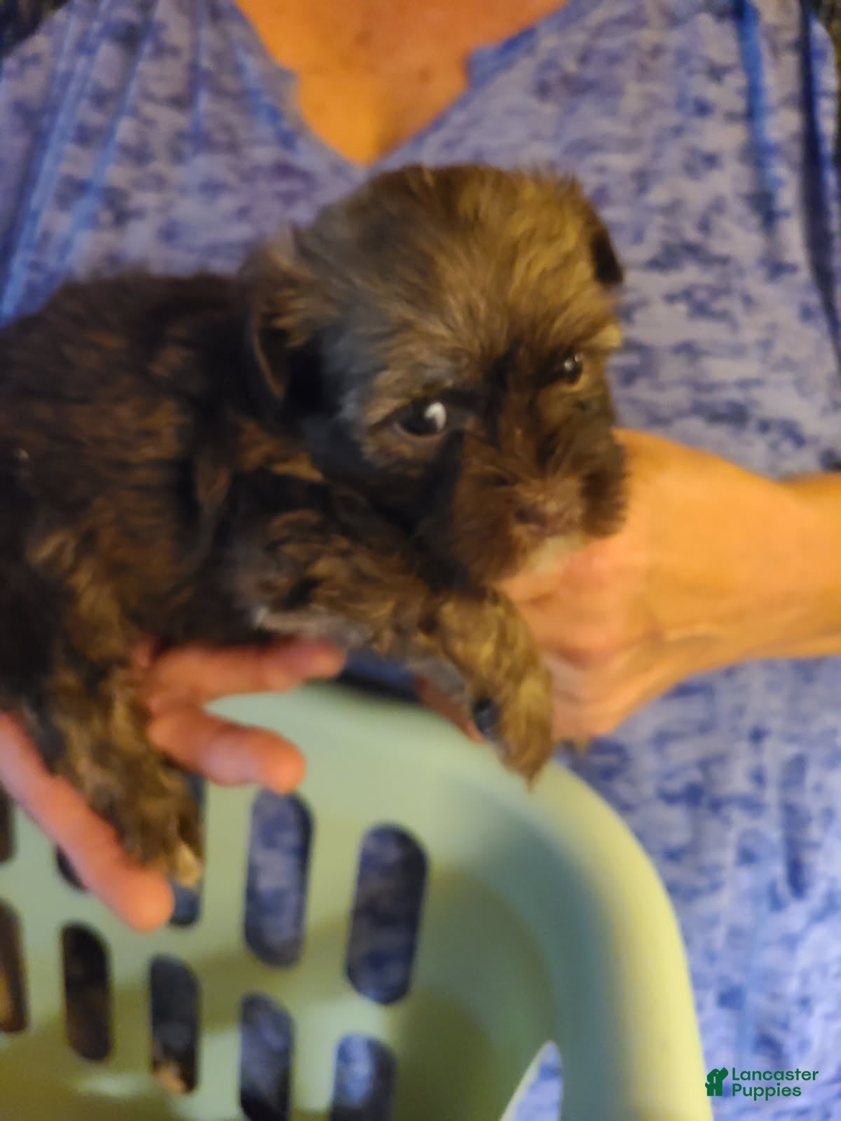Havanese dogs Girl 2 - Ad 1