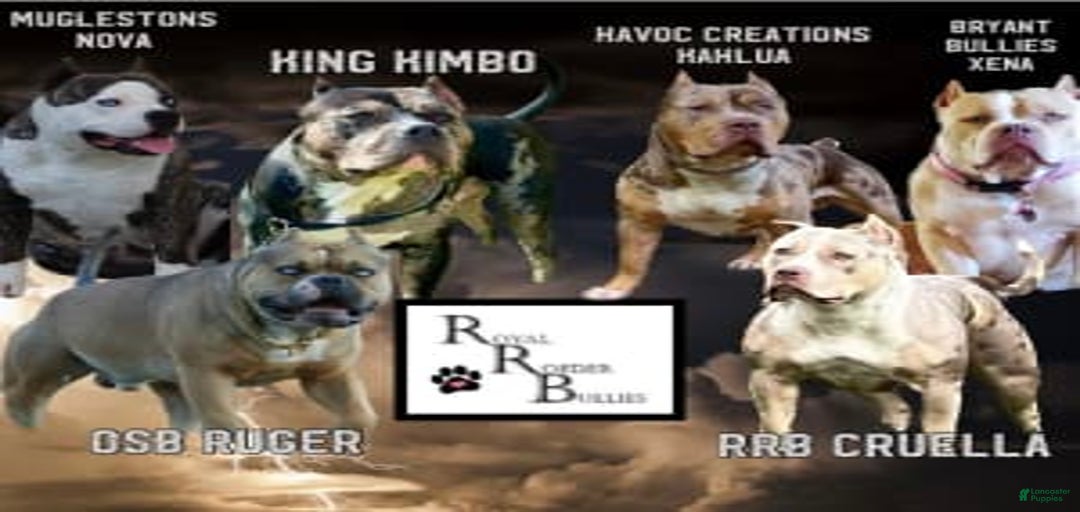 Gallery Image {{count}}