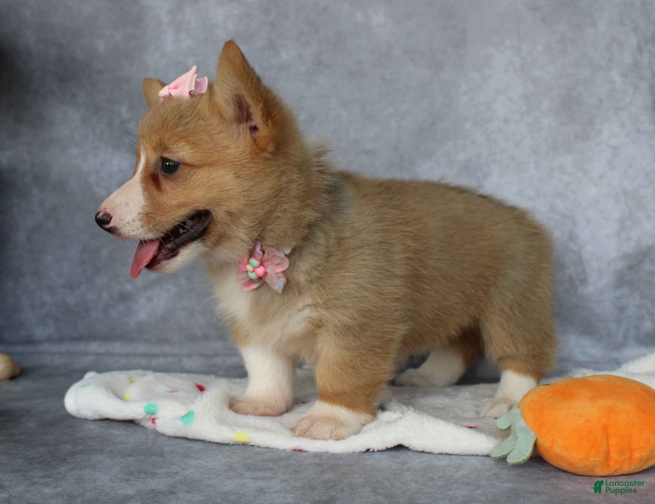 Welsh Corgi Pembroke dogs Lola - Ad 2
