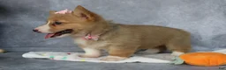 Welsh Corgi Pembroke dogs for sale: Lola - Ad 2