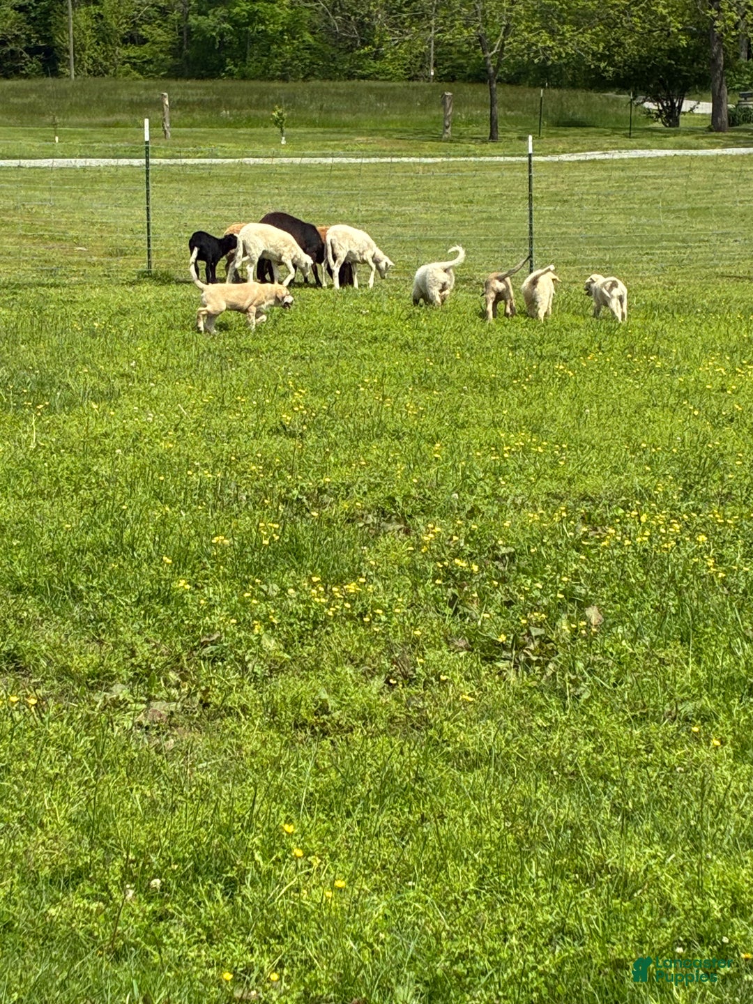 Mixed Breed dogs for sale: Mixed Breed Puppy 5 - Ad 7