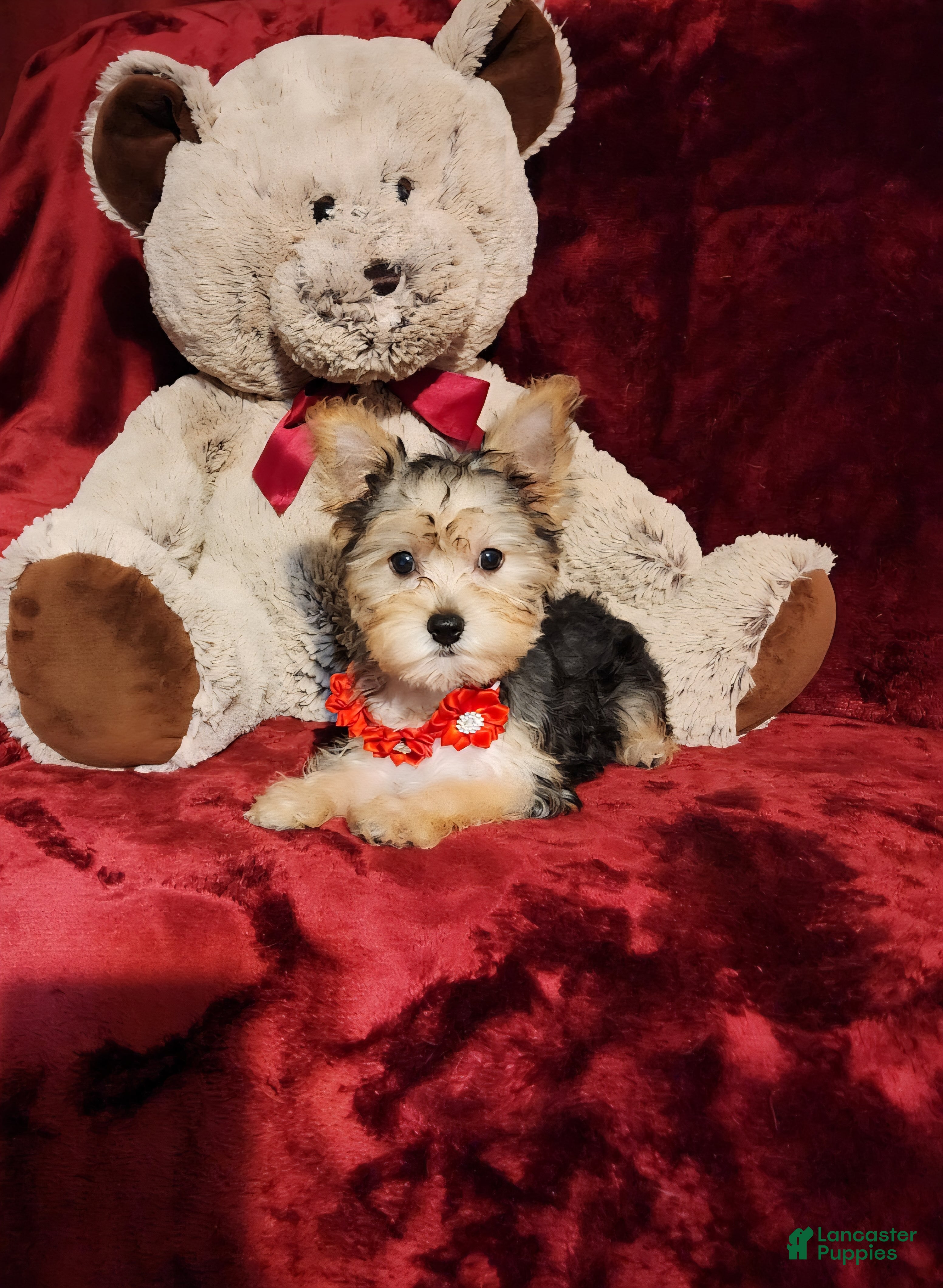 Yorkshire Terrier dogs POPPY  - Ad 26