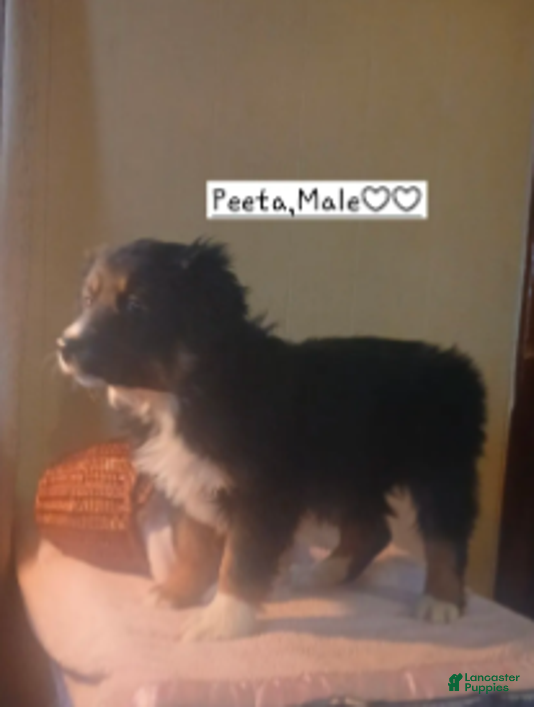 Australian Shepherd dogs for sale: Peeta - Ad 4
