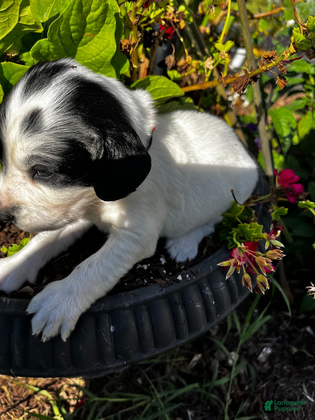 English Springer Spaniel dogs for sale: English Springer Spaniel Puppy 8 - Ad 3