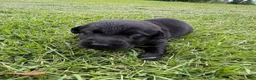 Labrador Retriever dogs for sale: Ash - Ad 4