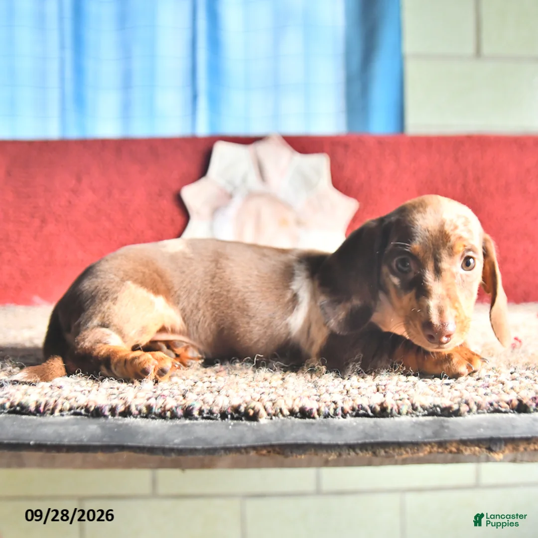 Miniature Dachshund dogs for sale: Rosey - Ad 3